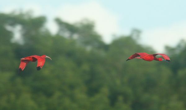 Scarlet Ibis