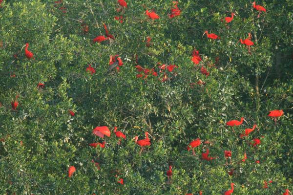 Scarlet Ibis