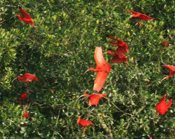 Scarlet Ibis