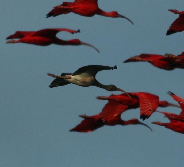 Scarlet Ibis