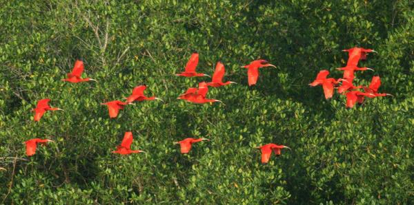 Scarlet Ibis