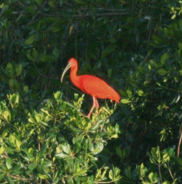 Scarlet Ibis