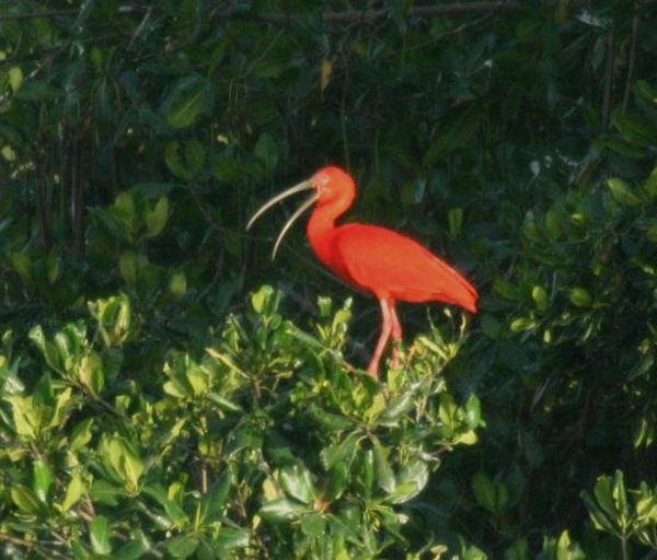 Scarlet Ibis