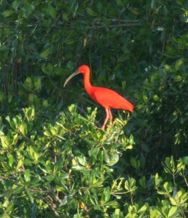 Scarlet Ibis