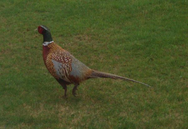 Common Pheasant Common Pheasant