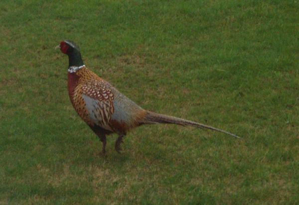 Common Pheasant