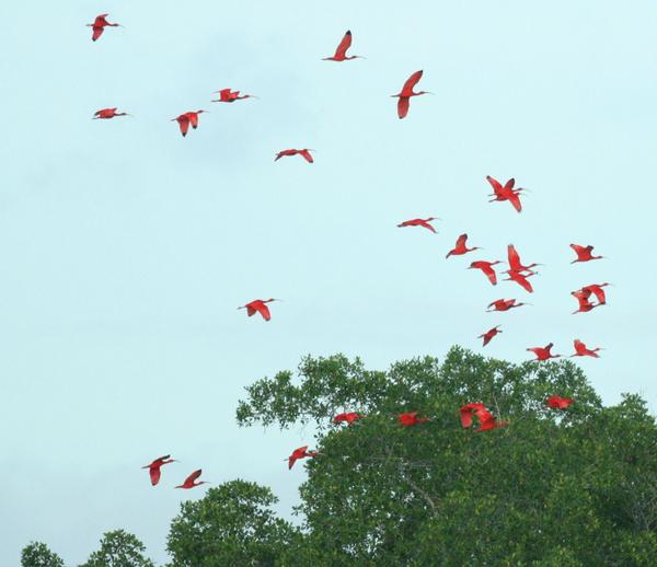 Scarlet Ibis Scarlet Ibis