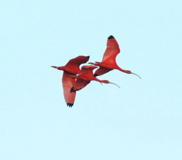 Scarlet Ibis