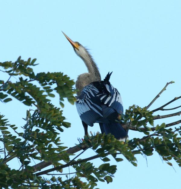 Anhinga