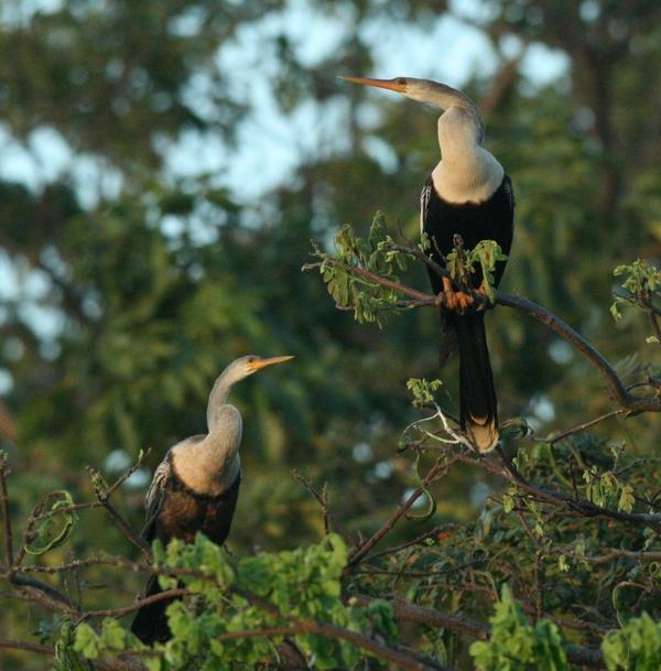 Anhinga