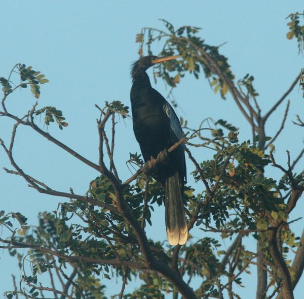 Anhinga