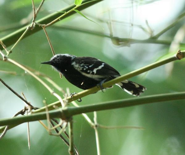 White-fringed Antwren White-fringed Antwren