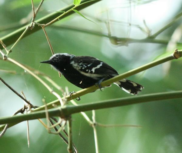 White-fringed Antwren