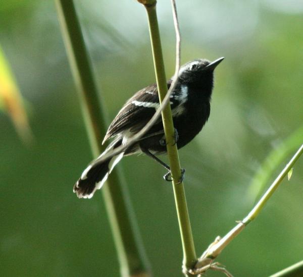White-fringed Antwren White-fringed Antwren