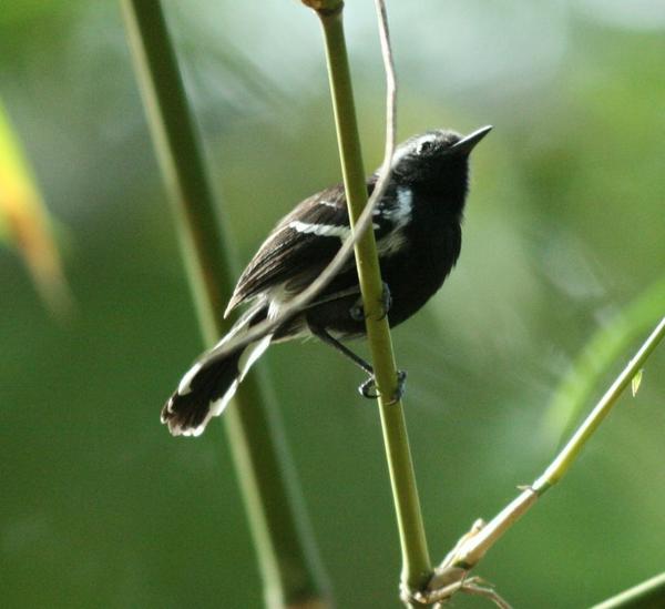 White-fringed Antwren