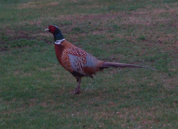 Common Pheasant Common Pheasant