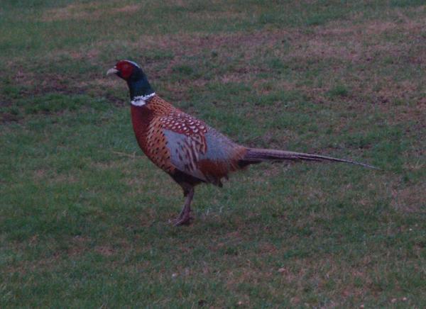 Common Pheasant