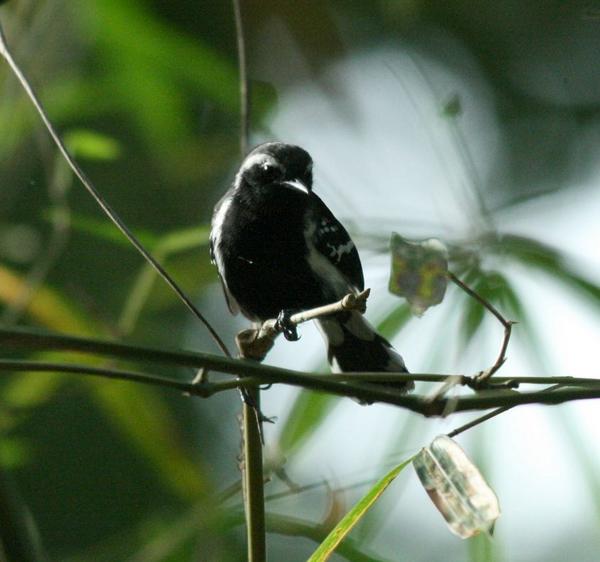 White-fringed Antwren