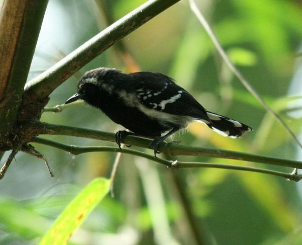 White-fringed Antwren White-fringed Antwren
