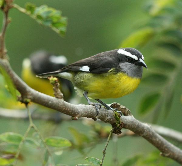 Bananaquit Bananaquit