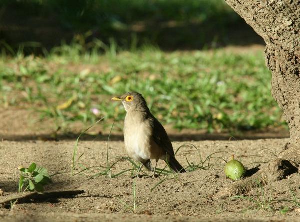 Bare-eyed Thrush