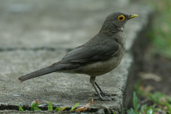 Bare-eyed Thrush