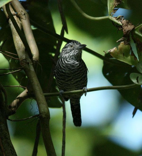 Barred Antshrike Barred Antshrike