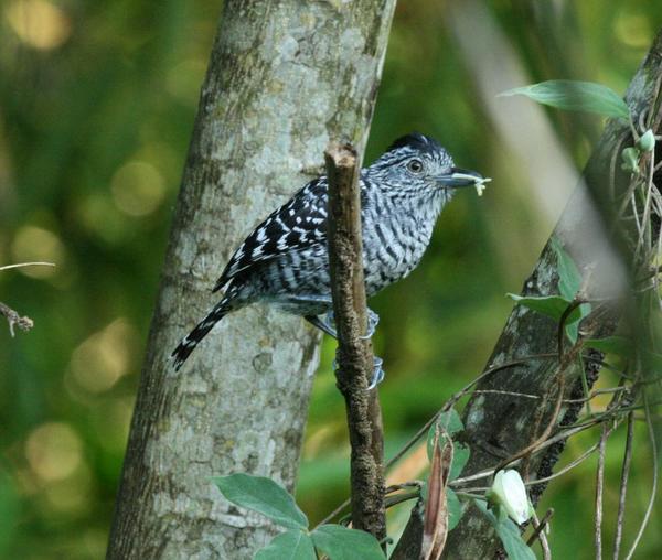Barred Antshrike Barred Antshrike