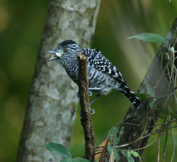 Barred Antshrike Barred Antshrike
