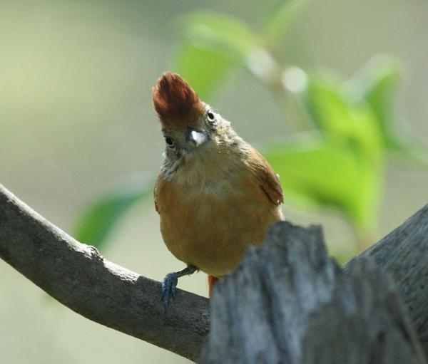 Barred Antshrike Barred Antshrike