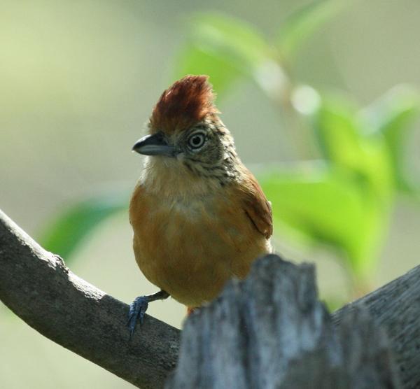 Barred Antshrike Barred Antshrike