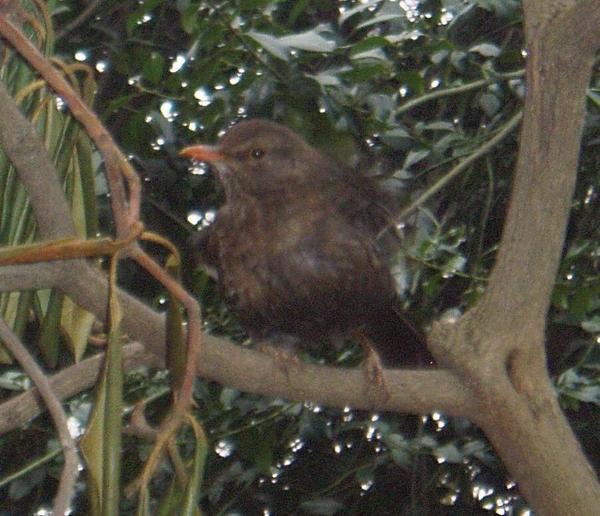 Blackbird Blackbird