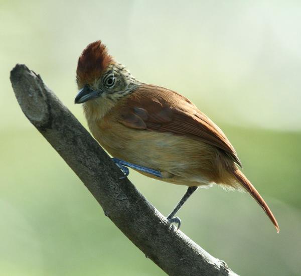 Barred Antshrike Barred Antshrike