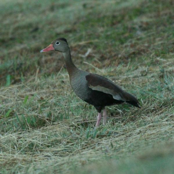 Black-bellied Whistling Duck