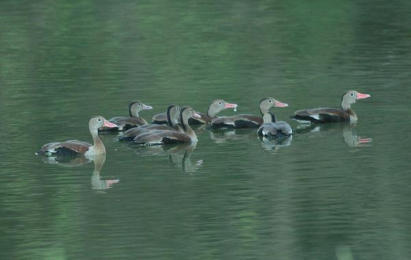 Black-bellied Whistling Duck Black-bellied Whistling Duck