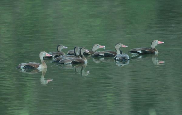 Black-bellied Whistling Duck