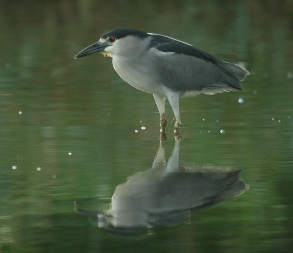 Black-crowned Night Heron Black-crowned Night Heron