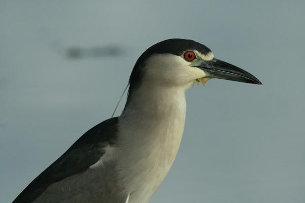 Black-crowned Night Heron Black-crowned Night Heron