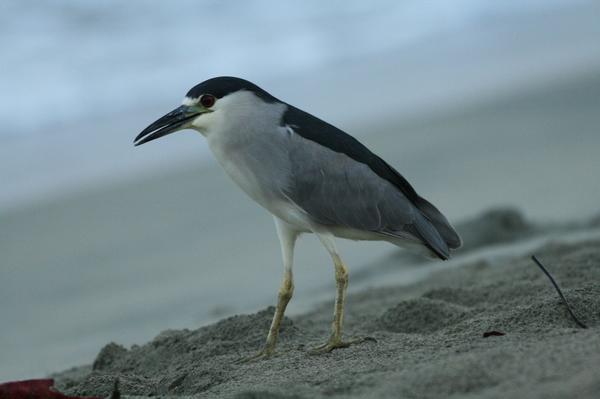 Black-crowned Night Heron