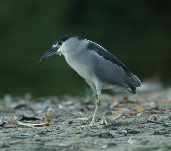 Black-crowned Night Heron