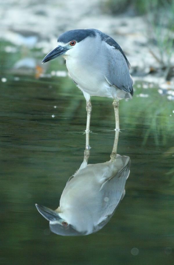 Black-crowned Night Heron