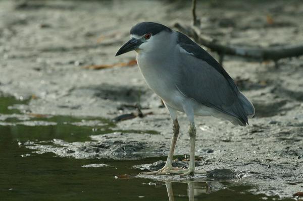 Black-crowned Night Heron Black-crowned Night Heron