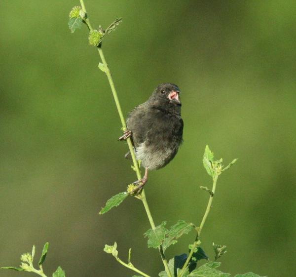 Black-faced Grassquit Black-faced Grassquit