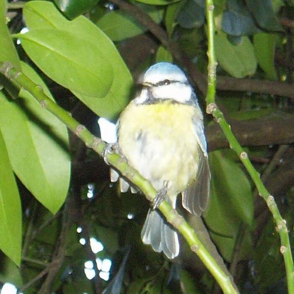 Blue Tit Blue Tit