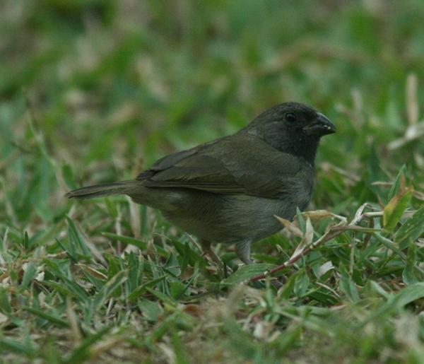 Black-faced Grassquit