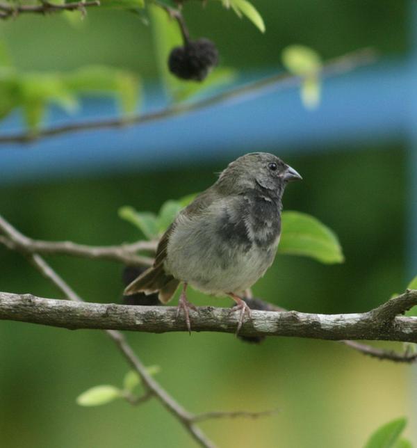 Black-faced Grassquit Black-faced Grassquit