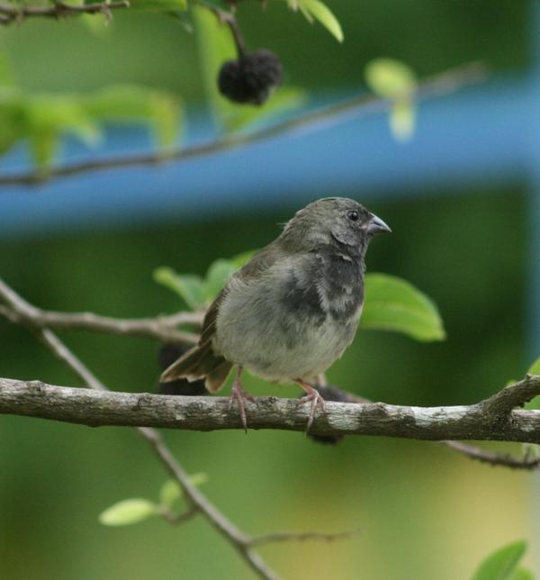 Black-faced Grassquit