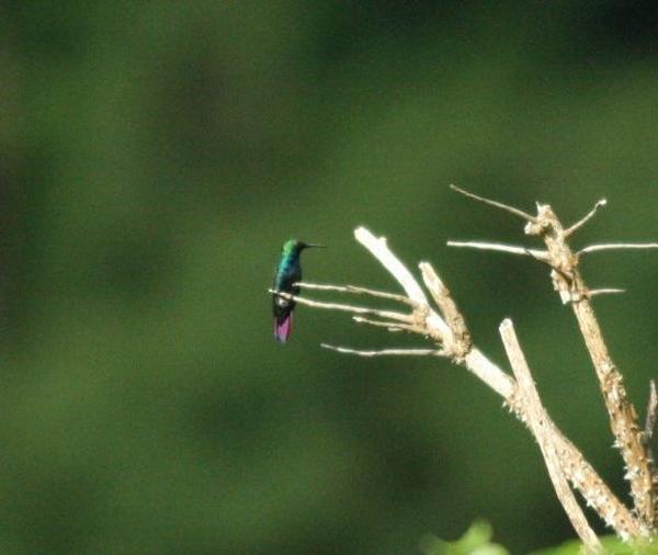 Black-throated Mango