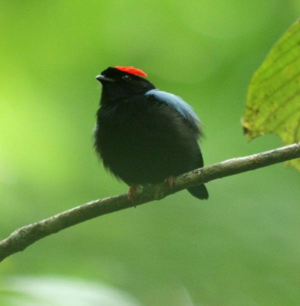 Blue-backed Manakin Blue-backed Manakin