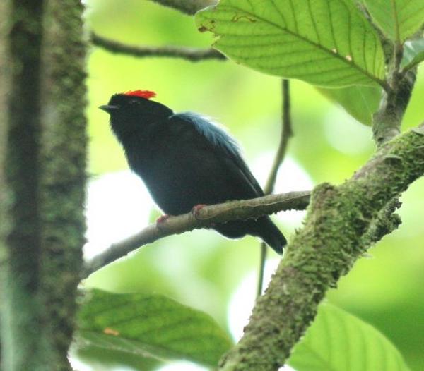 Blue-backed Manakin Blue-backed Manakin